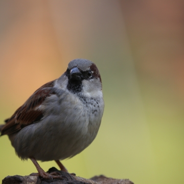 moineau domestique_20220320_a